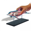 Anatomy. El delf�n. Sus �rganos y funciones.