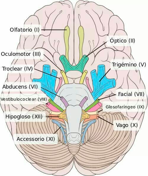 PARES CRANEALES 1. Nervio Olfativo (I) 2. Nervio Óptico (II) 3. Nervio  Oculomotor … | Sistema nervioso humano, Nervios craneales, Anatomía médica