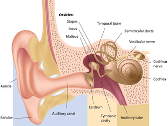 Otosclerosis