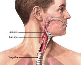 La laringe, el instrumento musical humano - espacioLogopedico