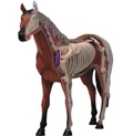 Anatomy. El caballo, sus organos y funciones.