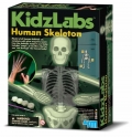 Esqueleto humano fluorescente (Glow Human Skeleton)