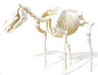 Skelet (Esqueleto caballo)