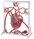 Circulatory system (Cmo funciona el corazn).