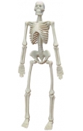 Skelet (Esqueleto humano)